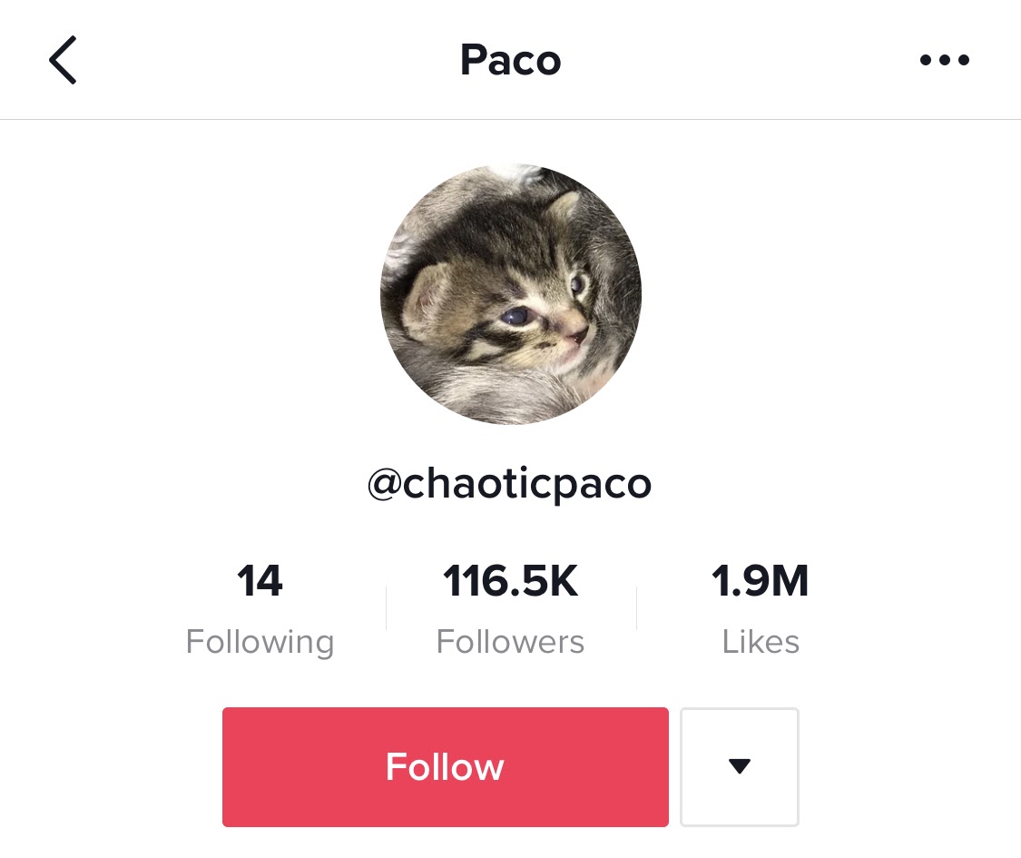 Top 30 Cat TikTok Hashtags and Accounts